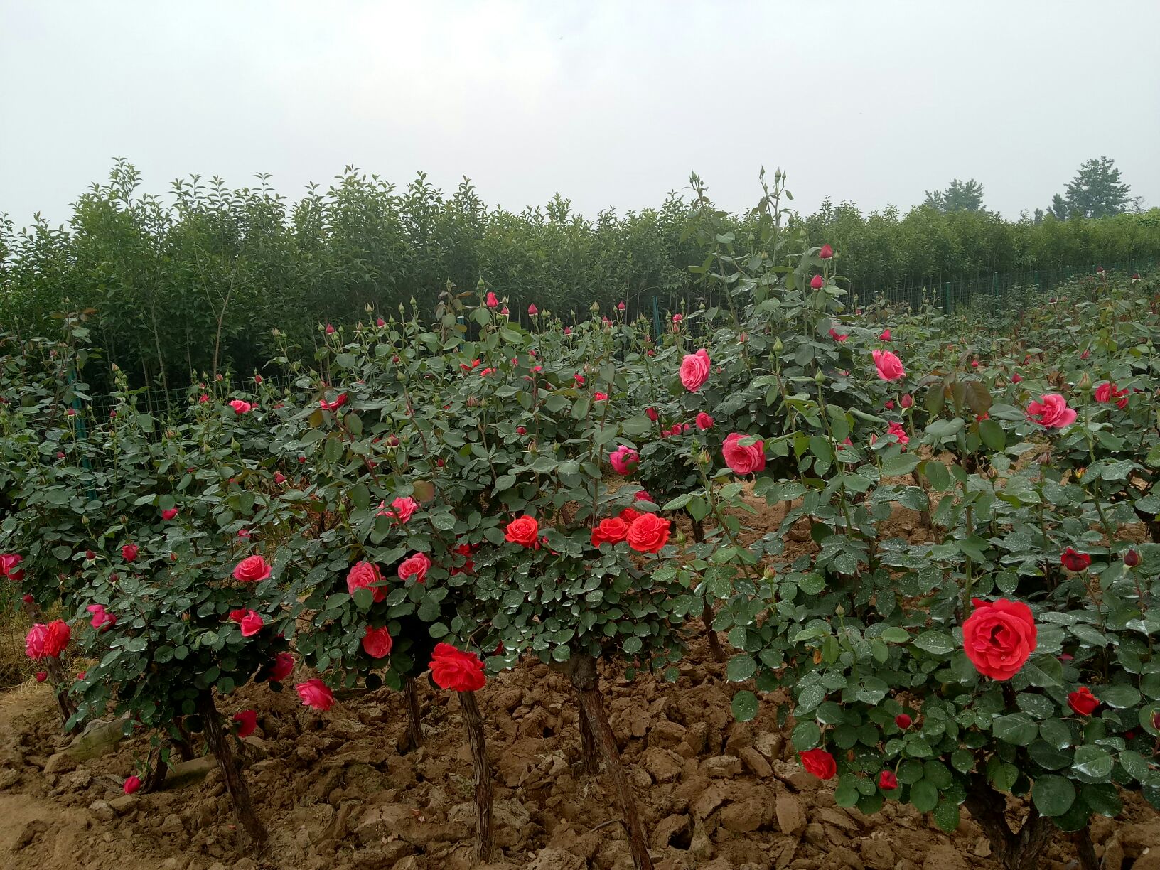 一片阳光明媚的欧式花园中,多株欧洲月季正在盛放,花朵大而饱满,花瓣层层叠叠呈杯状,茎秆笔直修长,绿叶油亮,背景有古典铁艺围栏和石板小径,展现典型的欧洲庭院风格 欧洲月季盛开于阳光下的花园场景