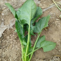 大叶菠菜20~25厘米