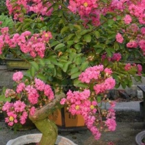 红花紫薇2~4cm0.5~1米1米以下