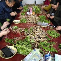 湘林油茶苗10~29cm，210.号，德字一号，