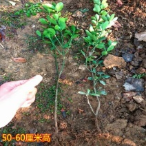 大叶黄杨苗40~50cm