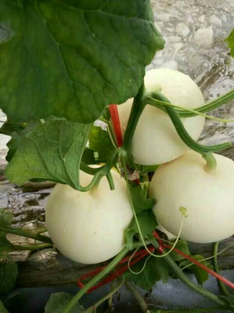 喻屯甜瓜0.5斤以上统货