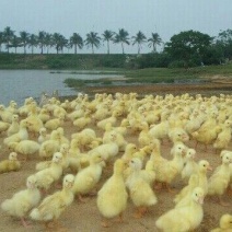 泰州白鹅鹅苗250g以下