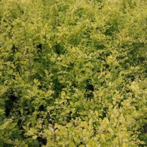 榆树2~4cm4~6cm0.5~1m