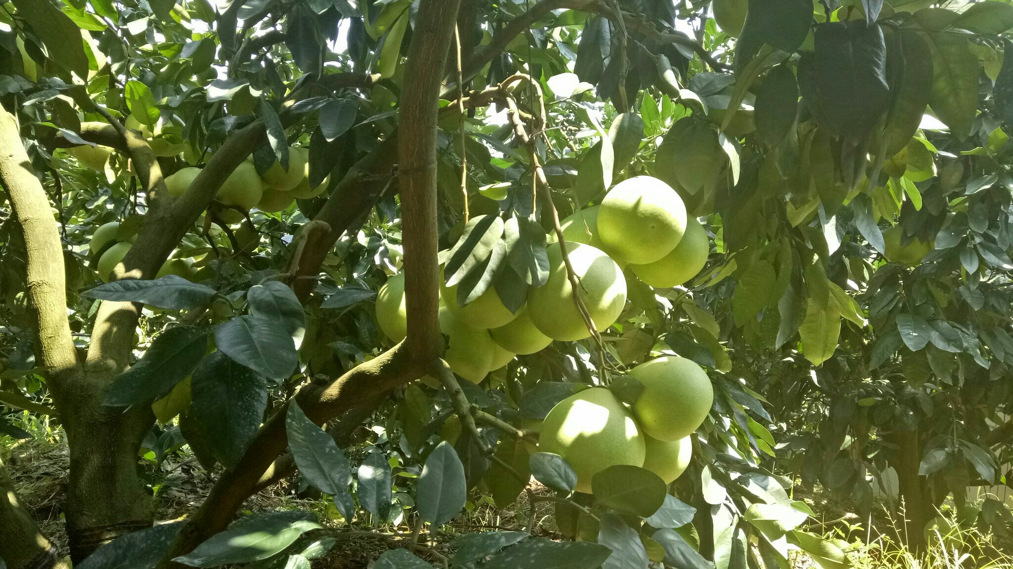 琯溪蜜柚果园航拍全景