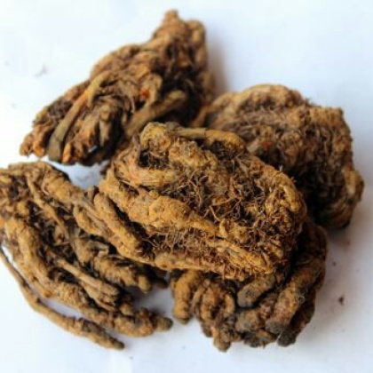 >> 文章内容 >> 清热解毒中药方 清热解毒中草药有那些?