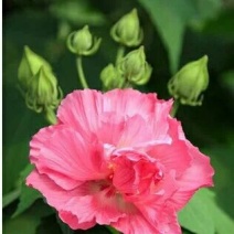 红花木槿树2~4cm4cm以下1.5~2米
