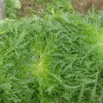 苦菊20~25cm