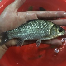 白鲫