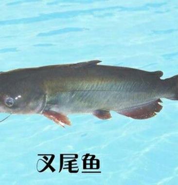 广西叉尾鱼图片