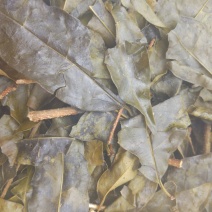 苦丁茶