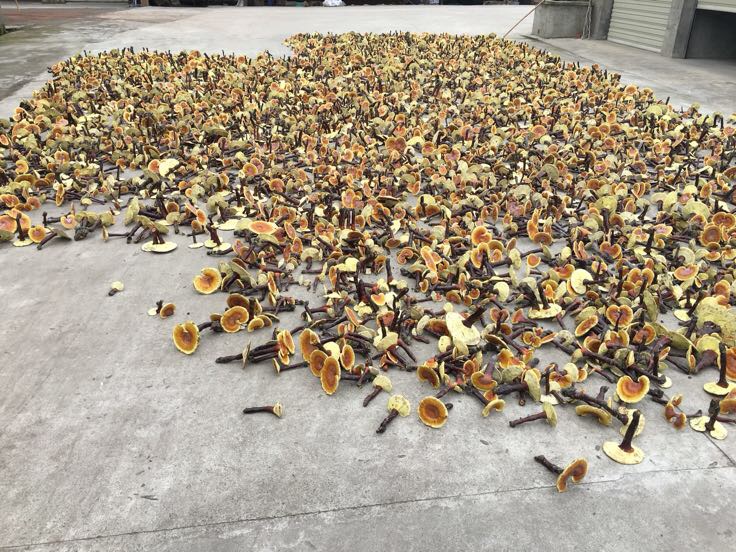 图示:吉林抚松县万良镇灵芝基地标准化段木堆场。画面左侧为刚截断的蒙古栎段木(直径14cm,长度35cm),表面无裂纹、树皮完整;右侧为井字形堆码结构,层间铺松针,底部架空,顶部覆盖灰色透光遮阳网,地面干燥无积水 长白山赤灵芝段木标准截段与井字形堆放实景