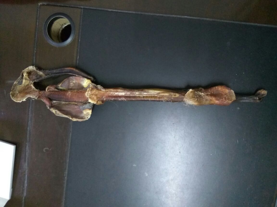 鹿鞭片特写图