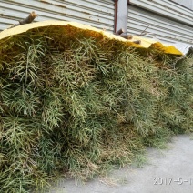 油菜籽1