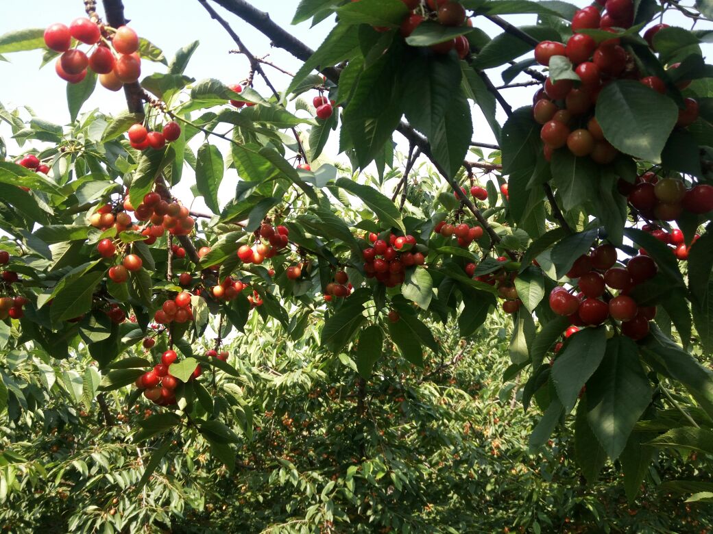 大樱桃先锋成熟果园全景