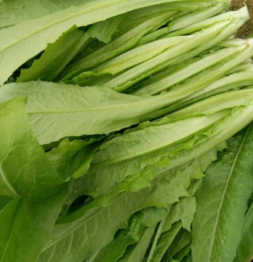 [油麦菜批发]油麦菜 25~30厘米以上价格1.50元/斤 - 一亩田