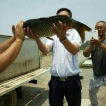 池鲤鱼食用1~2公斤