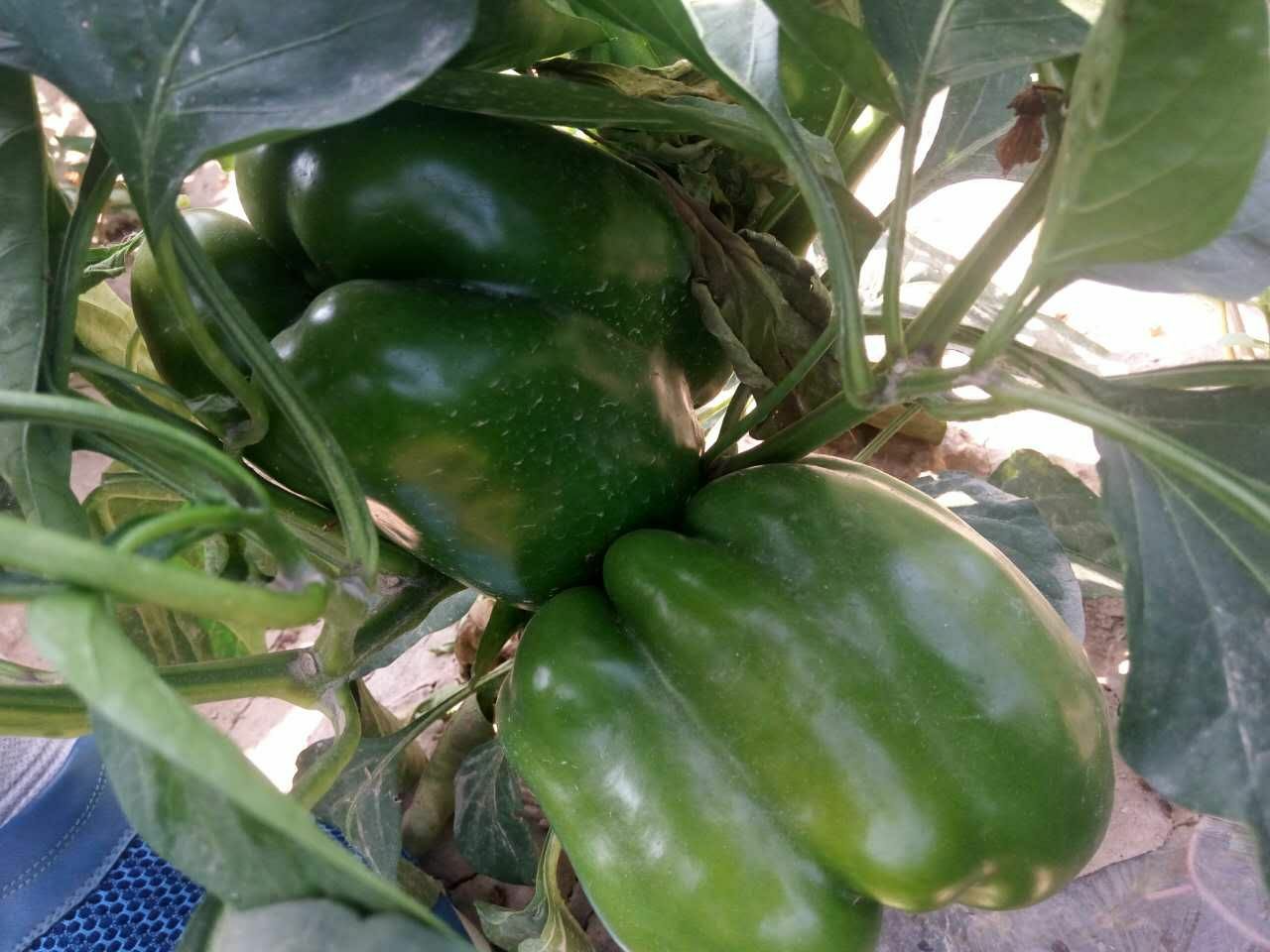 绿圆椒植株特写