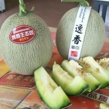 网纹瓜3斤以上长圆形