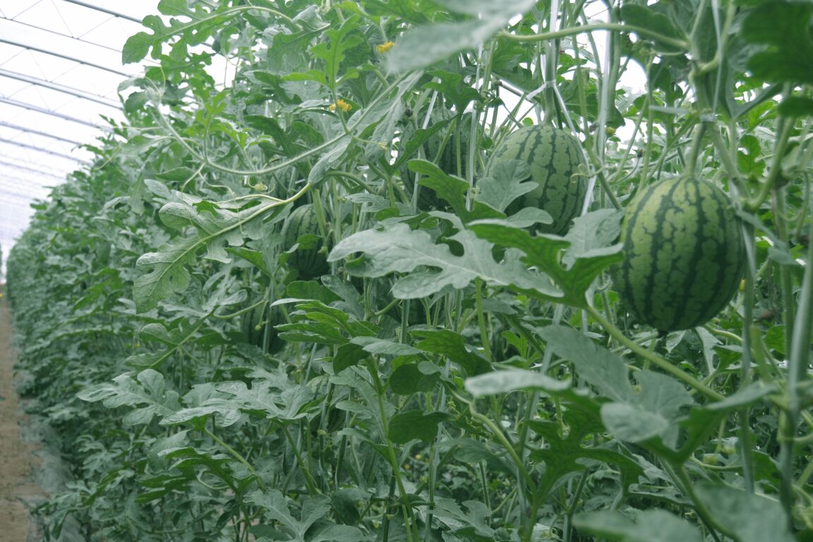 广角实景拍摄的特小凤西瓜标准化种植基地,展现茂盛藤蔓、健康叶片与自然悬挂的成熟果实,农民身着浅色工装进行人工采收,体现绿色种植与人文劳作场景 采摘中的特小凤西瓜田:绿叶藤蔓间垂挂多个成熟果实,农民正弯腰轻摘,背景可见整齐大棚或露天瓜田,晨光柔和