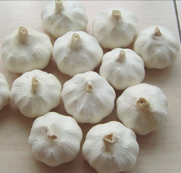 高清微距拍摄:甘肃白皮蒜整头(凉州大白皮品种)与剥开后蒜瓣特写,展示纯白紧致外皮、饱满均匀蒜瓣;右侧并列摆放实验室检测报告缩略图:蒜素HPLC色谱图、硒元素ICP-MS检测曲线、维生素C滴定结果 甘肃白皮蒜鲜蒜实物特写与理化检测对比图