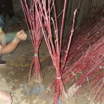 女贞4cm以下