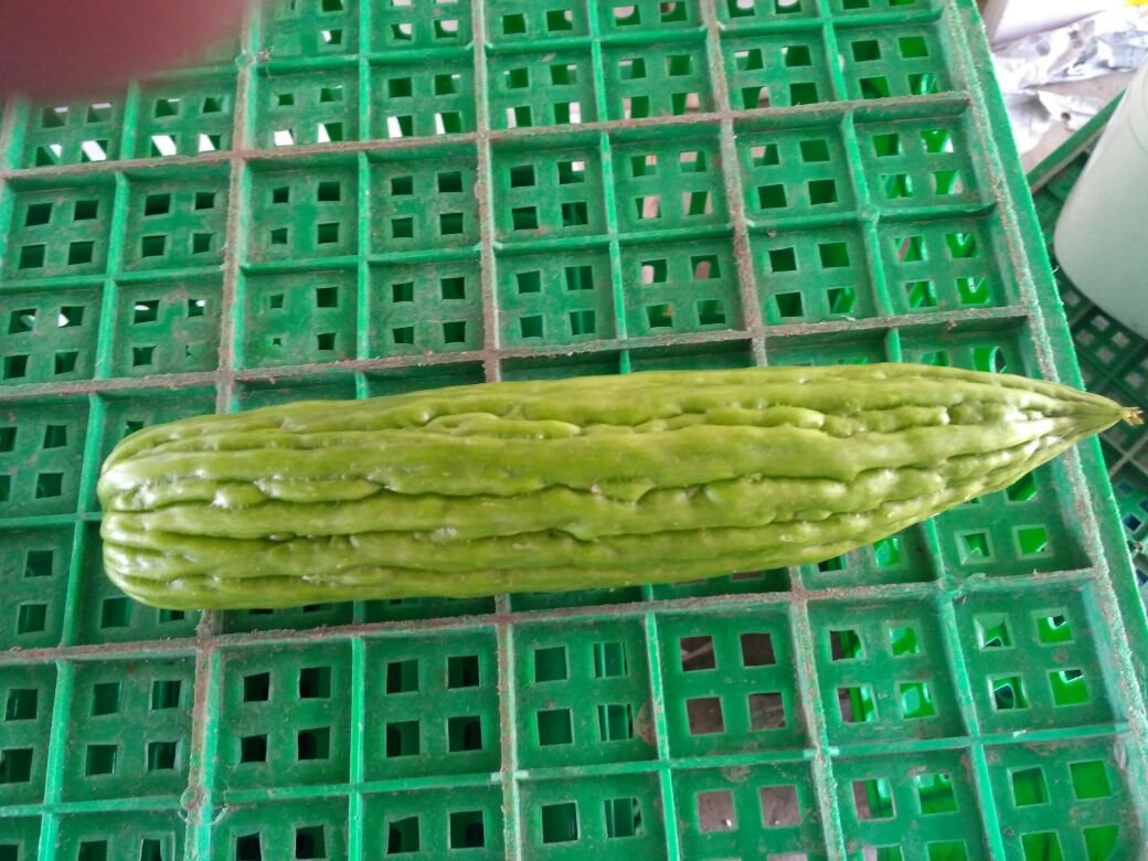 丝瓜发苦能否食用