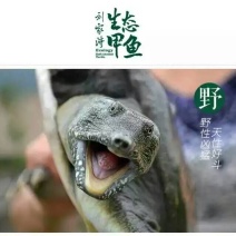 生态甲鱼2.5~3斤