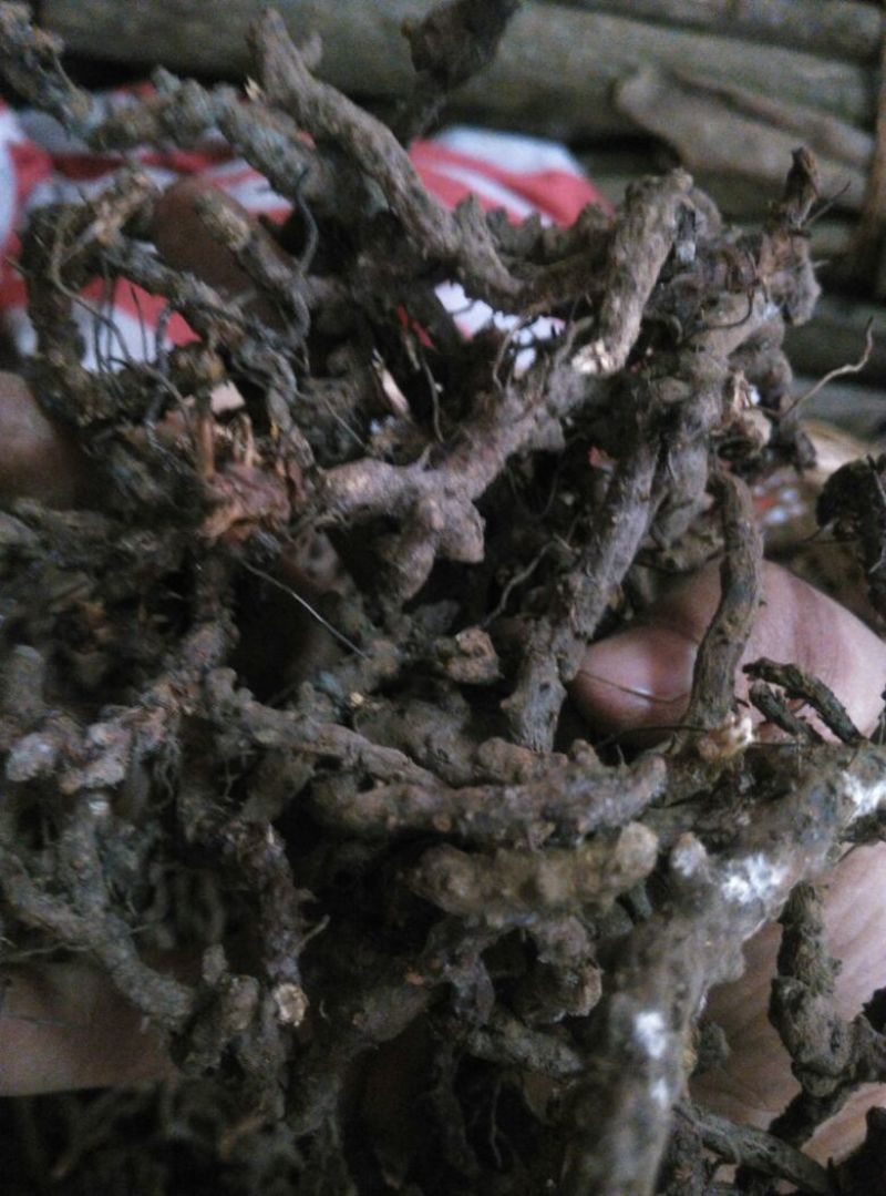 淫羊藿淫羊藿根