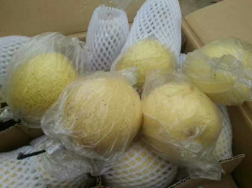 工作人员在仓库中精心包装黄澄澄的鸭梨,每颗梨用网套保护,整齐码放于印有品牌标识的纸箱内,体现标准化物流流程 电商打包场景:工人正在将黄澄澄的鸭梨放入定制纸盒,背景为现代化仓储环境