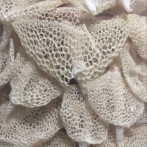 长裙竹荪