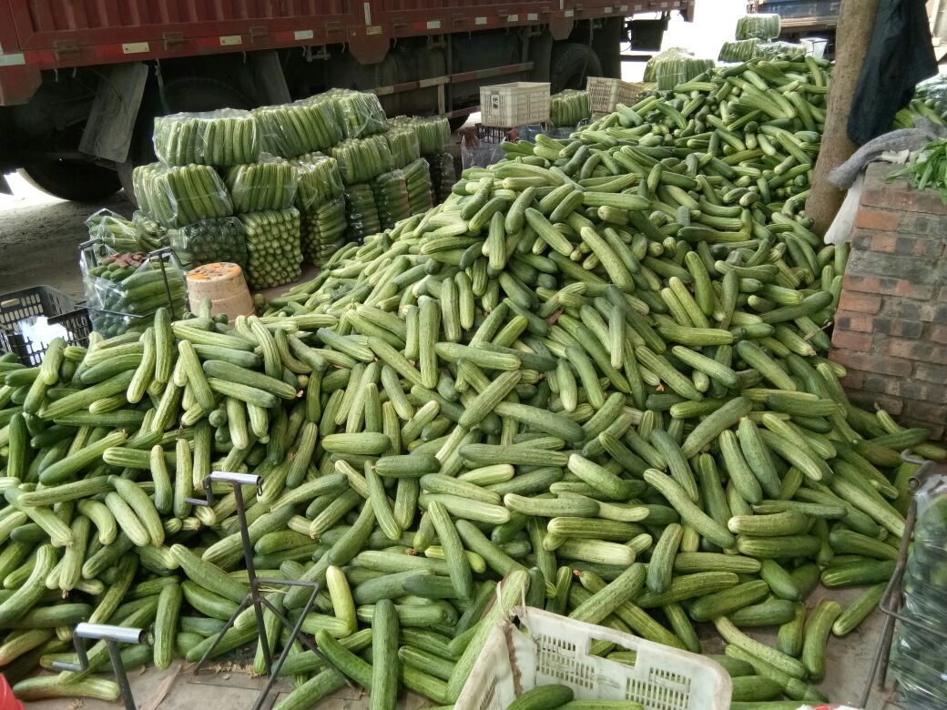 全国主要旱黄瓜产区与销地流向图