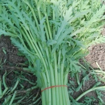 蒿子杆15~20cm