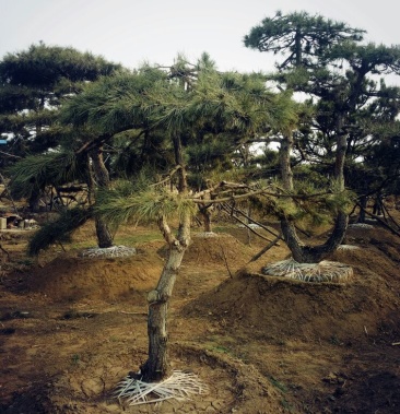 焗金農業造型景松黑松油松用途大造型好