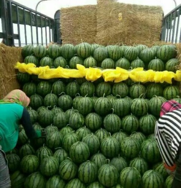 京欣西瓜7斤打底8成熟以上产地直供一手货源价格便宜