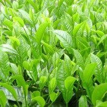 野生藤茶