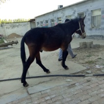 马骡300~400kg
