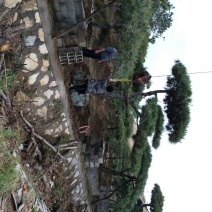 造型松10公分