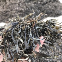 百年大树茶