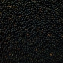 油菜籽1