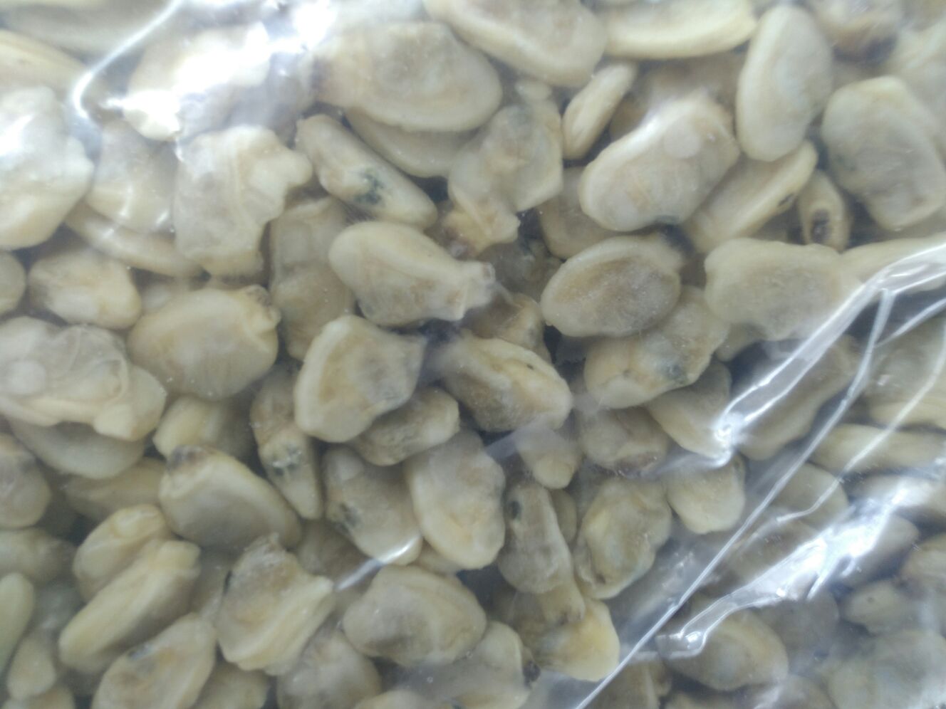 在光学显微镜下观察到的花蛤幼苗群体,显示其透明外壳和纤毛运动结构,壳长约0.8毫米,处于D形幼虫向匍匐幼虫过渡期,背景为洁净海水培养液 花蛤幼苗显微图像