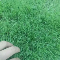 四季青草种支持货到付款免费发票
