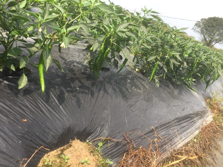 香脆辣椒田间生长图