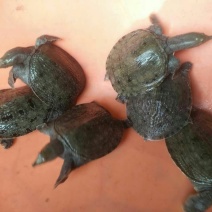 甲鱼苗鱼苗