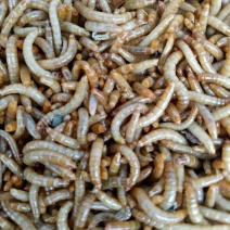 黄粉虫食用
