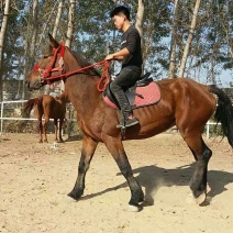 伊犁马300~400kg