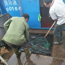 大口鲶食用