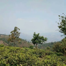 普洱茶三级