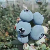 蓝莓鲜果10~12mm以上