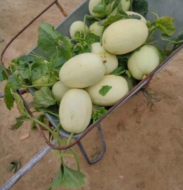 自家产地甜瓜又大又甜全国包邮质量保证